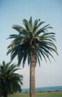 Пицундские пальмы
